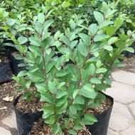 ANEKA BIBIT BUAH SUPER MURAH🌱 KUALITAS UNGGUL SIAP TANAM OKULASI/CANGKOK DI KIRIM RANDOM Tersedia Ma