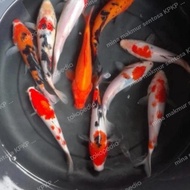 paket bibit ikan koi blitar uk : 13-15cm jenis mix isi : 5 ekor murah