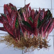 Terjangkau Tanaman Hias Aglonema Red Sumatra Indukan
