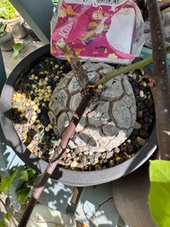 露養南非龜甲龍