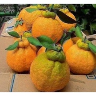 #berbuah bibit jeruk dekopon sudah berbuah purtpu 4477ud