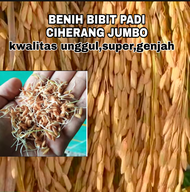 BENIH BIBIT PADI CIHERANG JUMBO KWALITAS SUPER UNGGUL