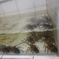 Baby Lobster Hidup