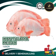 IKAN TALAPIA MERAH 1 EKOR (SIAP SIANG & CUCI) IKAN TALAPIA MERAH FROZEN FOOD TALAPIA IKAN FROZEN IKA