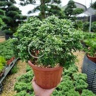 TKL - Outdoor Bushy Size Murraya Microphylla (Fine Leaves) 室外细叶/达摩九里香 “ 一粒金 ”