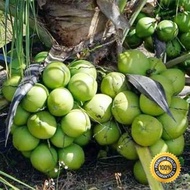 Bibit Kelapa Entog - Kelapa Entok - Kelapa Hijau Besar Super Genjah siap tanam