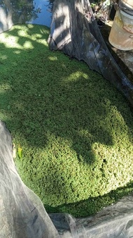 BENIH BIBIT AZZOLA RUMPUT AZOLLA MICROPHYLA TANAMAN PAKU AIR APUNG AZOLA BIDIDAYA PAKAN TERNAK