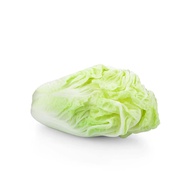 Beijing Cabbage
