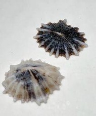 笠螺（一組兩顆） 尺寸：24/24.5mm