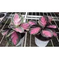 Calathea Crimson Rusco (Red and Green) NEW BREED