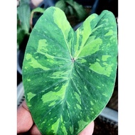 colocasia ELECTRIC LIME Gecko gigantea