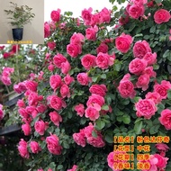 Ground Art Rose Seedlings Limbing Rose Big Flower Fragrant Garden Vines Flower Pot Balcony Rose Climbing Wall
