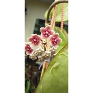 Hoya diversifolia for sale