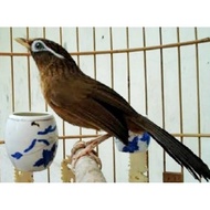 BURUNG WAMBI IMPORT BETINA