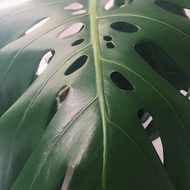 Monstera Delicosia plant