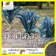 เมล็ดพันธุ์ คะน้าเคล ลาชินาโต 400 เมล็ด Lacinato Kale Seed เมล็ดพันธุ์แท้100% นำเข้าจากต่างประเทศ ปล