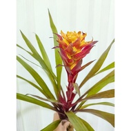 bromeliad guzmania Royal Crown