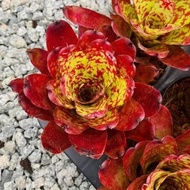 Bromeliad - id winnie the pooh - id tahan panas / Gha Garden House