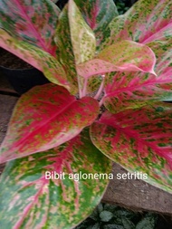 bibit bunga aglonema setritis