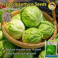 (Fast Growing 500pcs) High Yield Iceberg Lettuce Seeds Super Ball Variety Iceberg Lettuce Seeds Orga