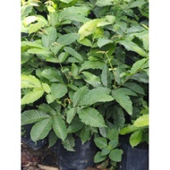 Anak Matoa / Longan Brazil Buah 3 rasa