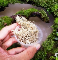 🔥Terrarium Moss🔥Reindeer Lichen Moss - Terrarium / Paludarium / Vivarium / Moss for Home Décor / Gre
