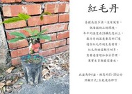 心栽花坊-紅毛丹/4吋/水果苗/售價120特價100
