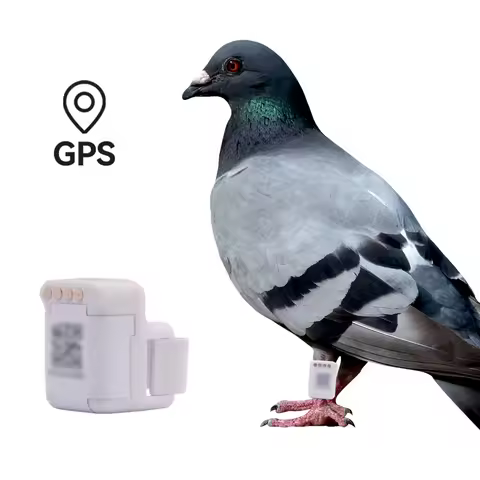 Real-Time GPS Tracker for Pigeons and Loros Outdoor Flight Tracking Leg Bands and Ring Pigeon Piogeo