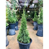 Anak Pokok Pencil Pine/ Pokok Krismas