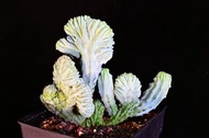 140 龍神木綴化/ 塊根植物 Caudex / 另售象牙宮、龜甲龍、索馬里葡萄甕、念珠橄欖/ 多肉植物