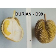 Durian D99(Kancing Baju)