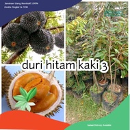 Bibit Durian Duri Hitam 1 meter  kaki 3 hasil OKULASI Berkualitas Siap untuk berkebun