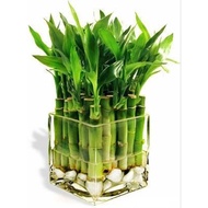 Sri rezeki bamboo lucky plant, lucky bamboo ornamental plant