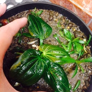 Echinodorus iguazu 2009 aquascape plant