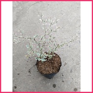 ✢ ◸ ☏ Variegated African Talisay Tree  Variety