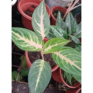budget meal Mix Varieties Aglaonema and philo