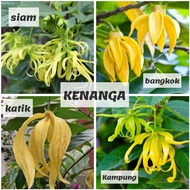 restock Pokok Bunga Kenanga Kampung Siam Bangkok Katik wangi Cempaka Chempaka Putih ylang ylang