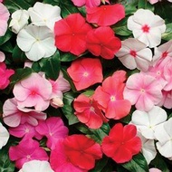 100 เมล็ด ดอกแพงพวย (Cayenne Jasmine) แพงพวยฝรั่ง Vinca Flower Seeds สายพันธุ์ Pacifica Mix Hybrid