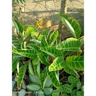 zebra calathea variety.