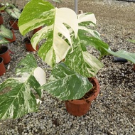 Monstera Albo/MTC[4-5 Leaves] Ready Stock[Indoor Plant/Real Live Plant]Pokok Bunga Hiasan