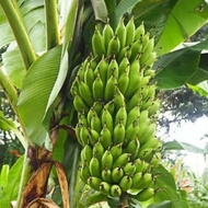 Bibit pisang Raja bulu.