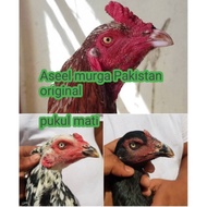 telur ayam Bangkok aseel murga original