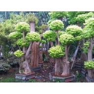 BAHAN BONSAI POHON JALITRI/MENTAOS , BAHAN OKULASI MEDIU lukyto 8709ua