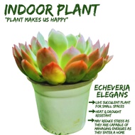 [Local Seller] Echeveria elegans 'Abalone' Succulents Houseplant Indoor Plant Gift | The Garden Boutique - Live Plants