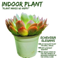 [Local Seller] Echeveria elegans 'Abalone' Succulents Houseplant Indoor Plant Gift | The Garden Bout