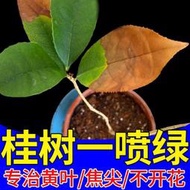 【有機肥】【花肥】桂花專用肥 新芽畸形枯葉焦尖催花爆盆桂花通用高活性有機顆粒肥料