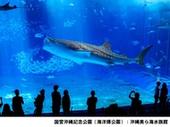 【日本】沖繩｜沖繩美麗海水族館 | 電子門票（不須換票）Okinawa Churaumi Aquarium