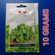 CURLY GREEN (10 GRAMS) LETTUCE SEEDS BY EAST WEST SEED