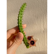 RARE Huernia Schneideriana Rosea 蘿藦 玫瑰剑龙角