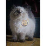 Jual Kucing Persia Peaknose Himalaya Blue eyes long hair Berkualitas